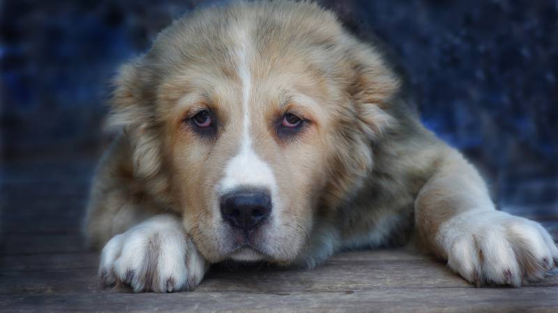 Алабай загрыз насмерть трех собак в Мордовии