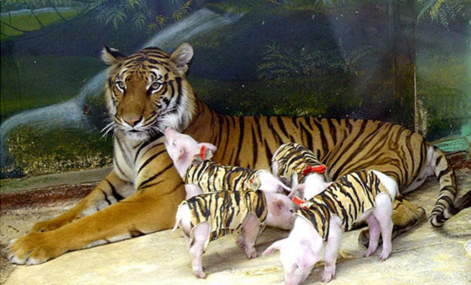 Поросят переодели тигрятами и отправили в клетку к тигрице: видео реакции большой кошки