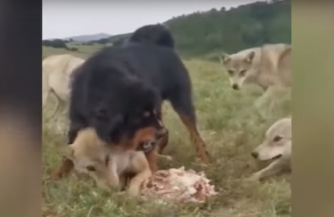 тибетский мастиф против волка. тибетский мастиф vs кангал. кавказская овчарка против волка. тибетский мастиф и волк. кангал против тибетского мастифа.