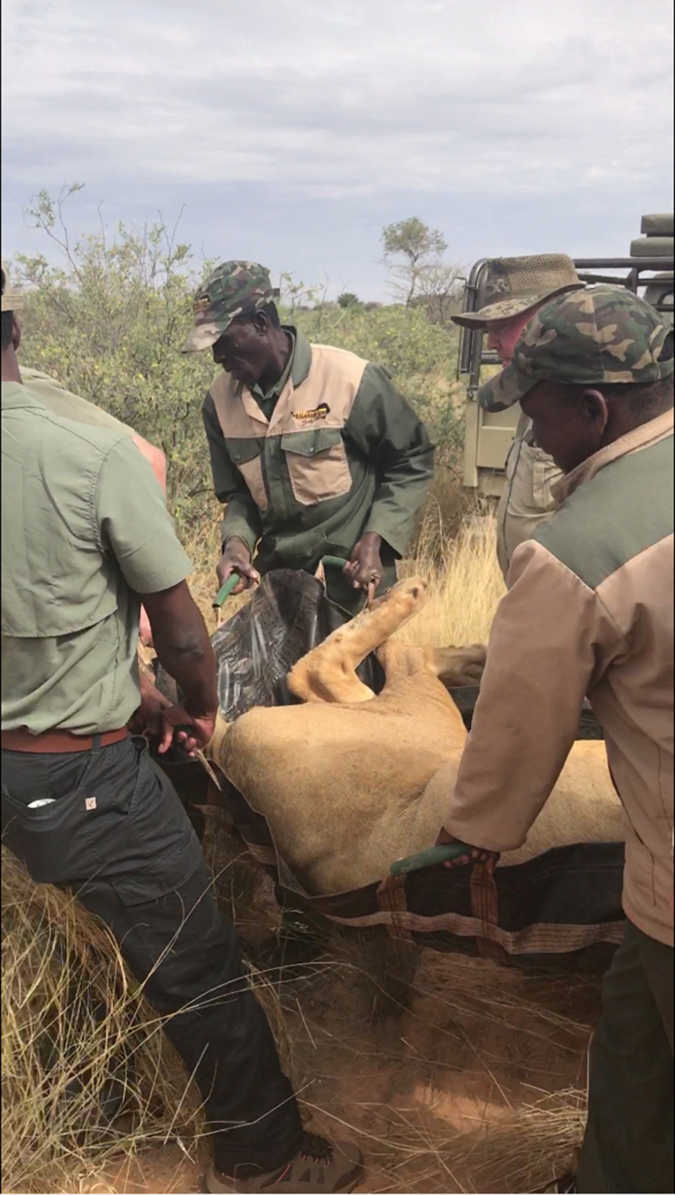 Операция «Симба»: миллиардер лорд Эшкрофт раскрыл схему варварской охоты на львов в ЮАР страны,экология