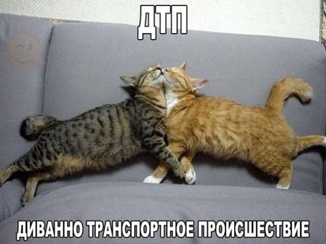 Подборка фото забавных котов и котят со смешными надписями ) Подборка фото забавных котов и котят со смешными надписями )