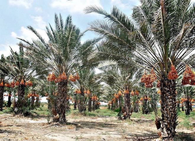 Финики - чудо природы. Невероятная история священного фрукта