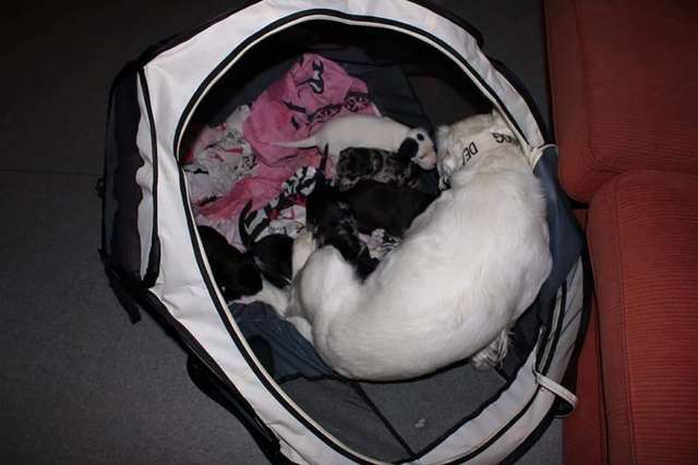 собака и щенки