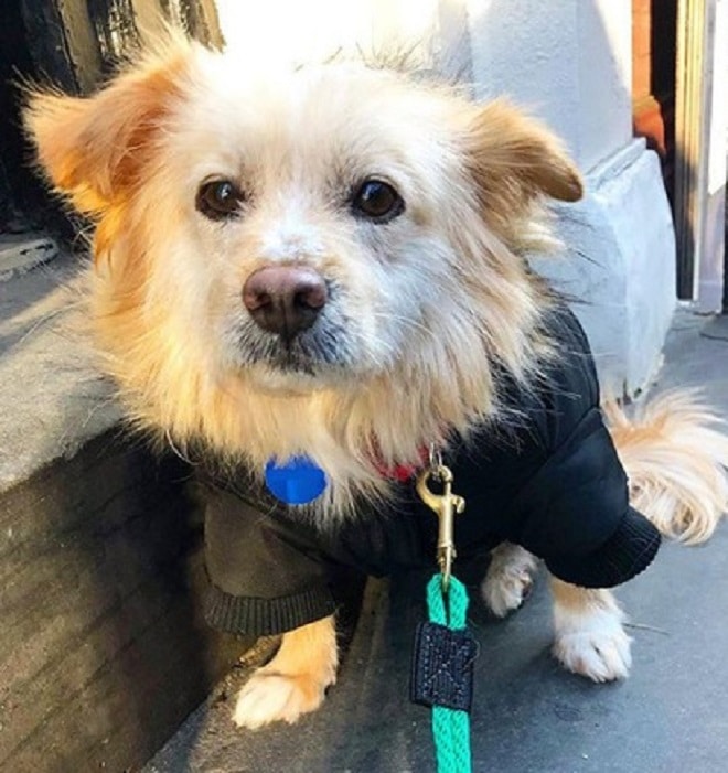 Милая собачка