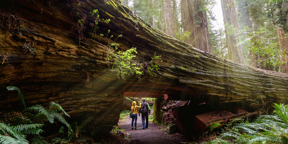 Секвоя вечнозеленая интересные факты об огромном растении Sequoia, sempervirens, секвойя, дерево, может, метров, Секвойя, древесина, дерева, листья, секвои, обитания, имеет, используется, миллионов, гниению, которого, вечнозеленая, Благодаря, очень