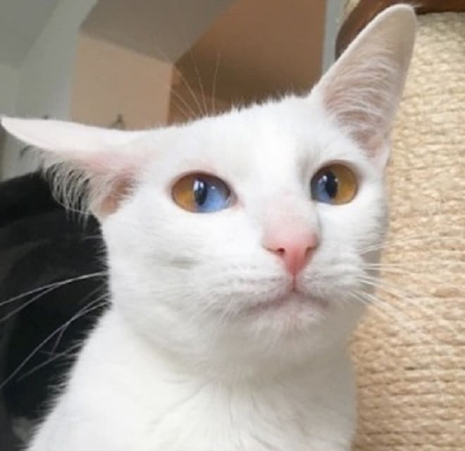 Кошка прижала ухо