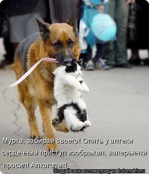 Хорошо быть ежиком – никто не сядет на шею веселые картинки,животные,позитив,Смешные животные,юмор