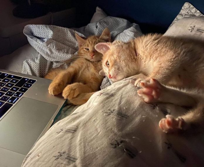 Без кота и жизнь не та