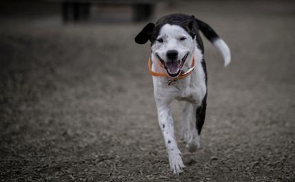 Пёс с «Азовстали» стал символом человечности в зоне СВО