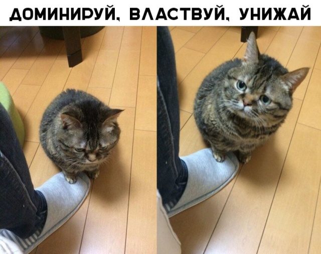 Подборка самых весёлых картинок 