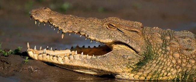 Крокодил: где живет? Где живут крокодилы и чем они питаются?