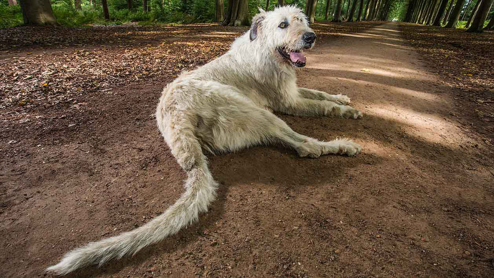 Животные на фотографиях