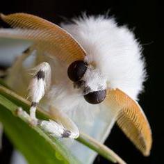 Венесуэльский пуделевый мотылек. Новооткрытое чудо природы?