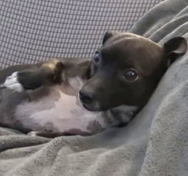 Собака лежит 