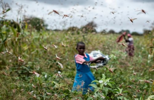 Страшное нашествие саранчи в Кении саранчи, борьбы, марте, могут, способствовать, увеличению, количества, Единственное, действенное, средство, Кению, обычно, крылатой, чумой, воздушное, распыление, пестицидов, подсчетам, необходимо, миллиона