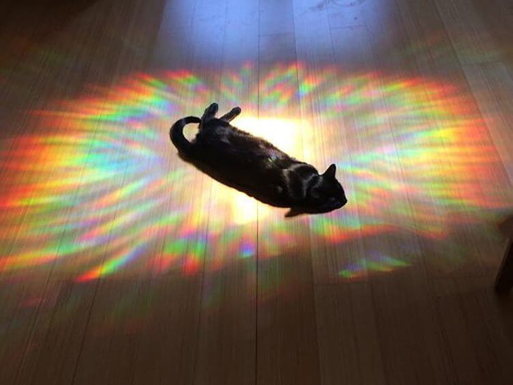 Коты просто обожают греться на солнышке Коты просто обожают греться на солнышке картинки