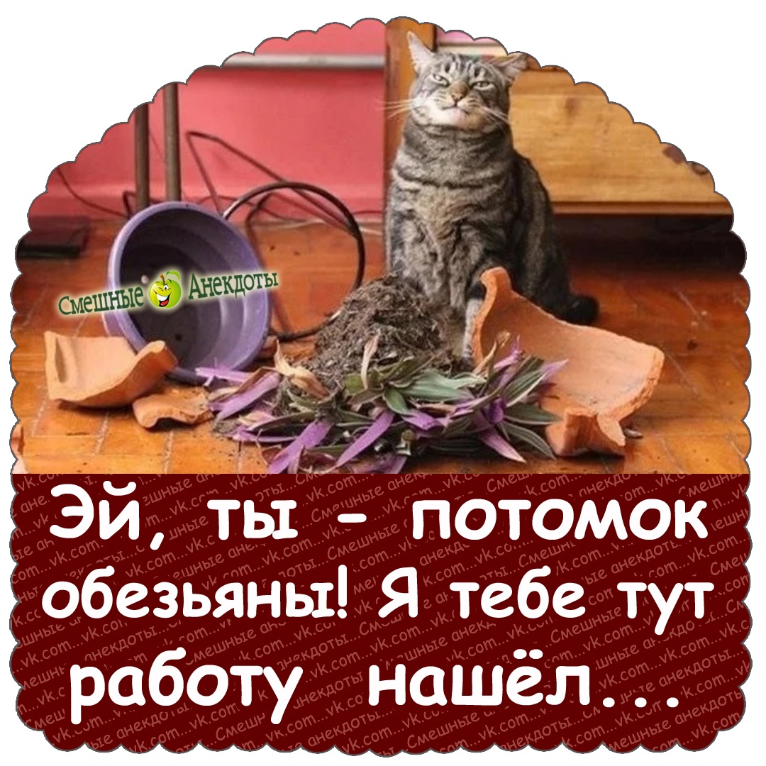 байки про котов 16 байки,позитив,смех,улыбки,юмор