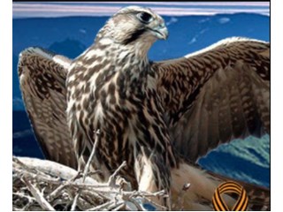 The Saker: Правящие “элиты” Запада действительно *глупы*!