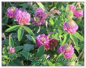 Клевер луговой фото