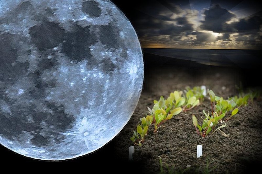 Лунный календарь огородника на январь 2020 года