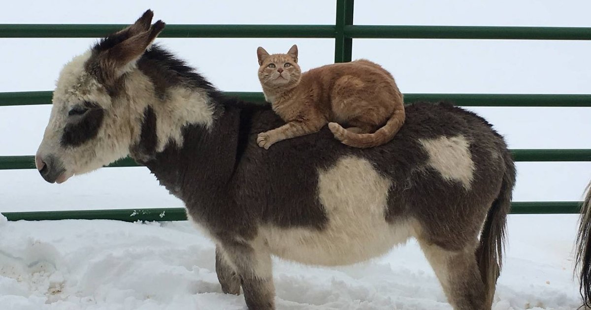 Животные, которые выбрали необычное средство передвижения  интересно,фото