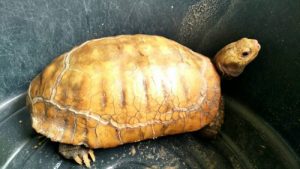 Фото редких животных и растений, о существовании которых многие точно не знали 