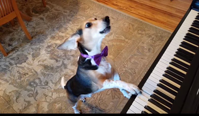 Бадди Меркюри – пес-пианист, который поразил своим талантом всю Сеть!