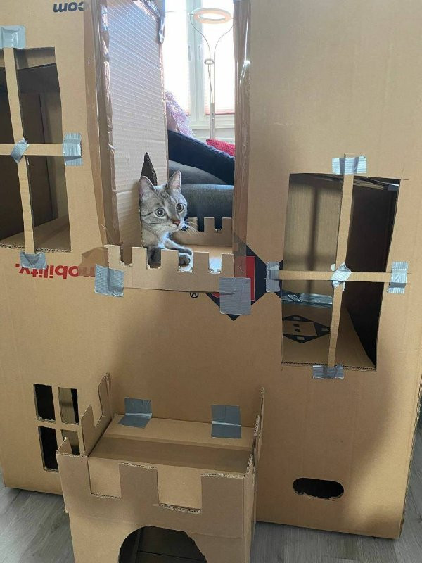 Прикольные мемы для тех, кто любит кошек: «Странный шум внизу…» 