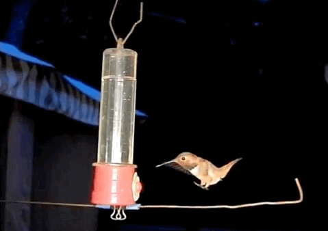 Подборка зачетных и веселых гифок из сети Подборка зачетных и веселых гифок из сети гифки, подловили, приколы, юмор