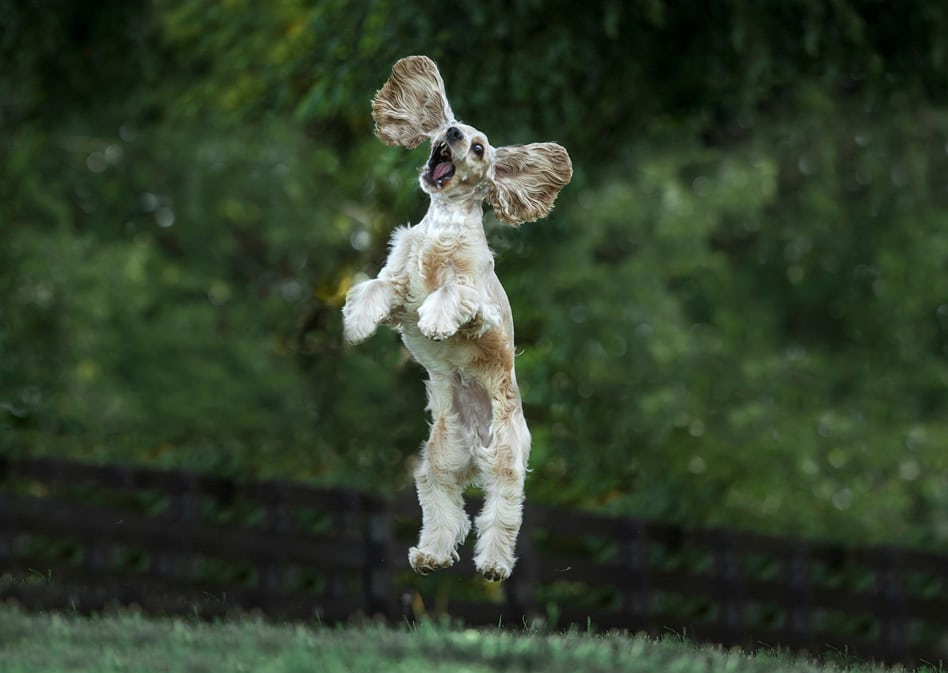 Победители Comedy Pet Photography Awards 2017
