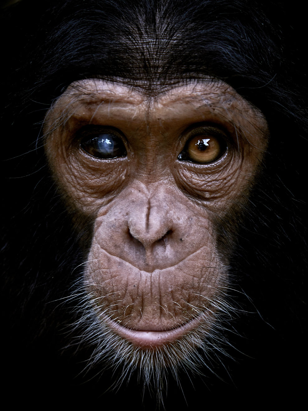 Феликс — шимпанзе, который был спасен от браконьеров в Конго