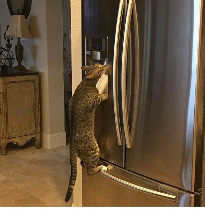 "Мой кот освоил холодильник, и теперь лазает на него за чистой холодной водой" Посты, Социальные сети, домашние животные, животные, забавно, кошки, смешно, фотографии