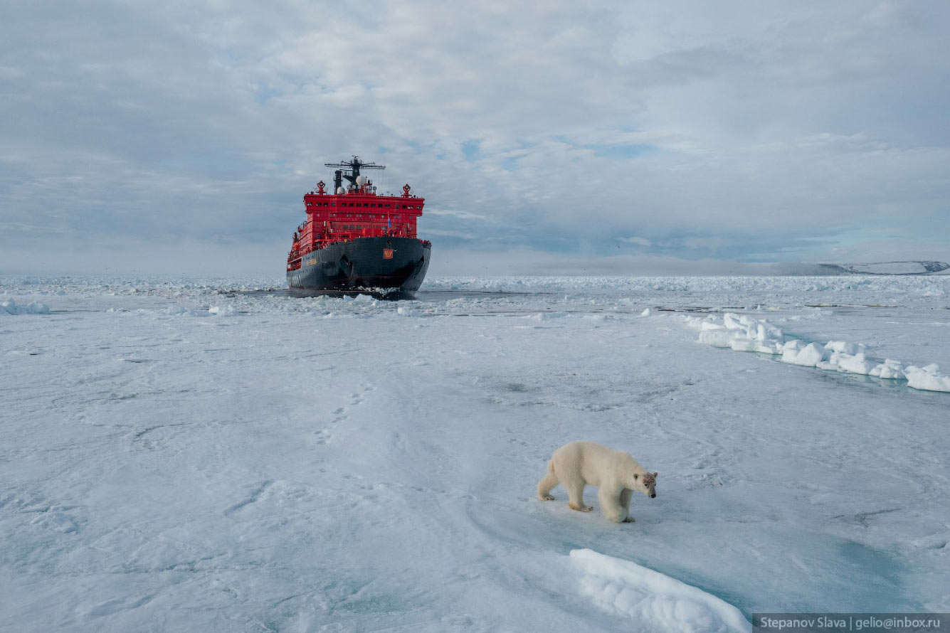 Белый медведь — хозяин Арктики Путешествия,фото