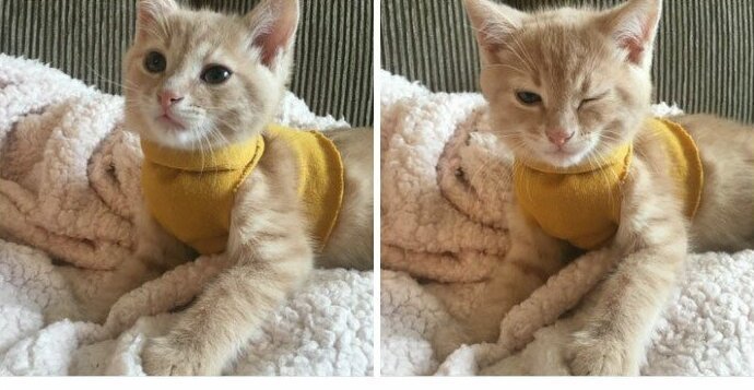 "Я купила своему коту свитер, чтобы он не мерз, и теперь он, похоже, считает себя модным парнем!" Посты, Социальные сети, домашние животные, животные, забавно, кошки, смешно, фотографии