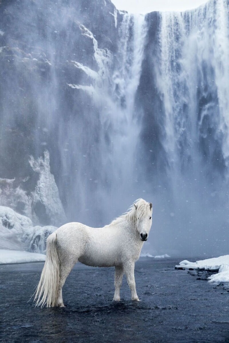 Исландская дикая лошадь