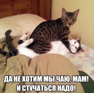 Веселые фото приколы и милые картинки с надписями 