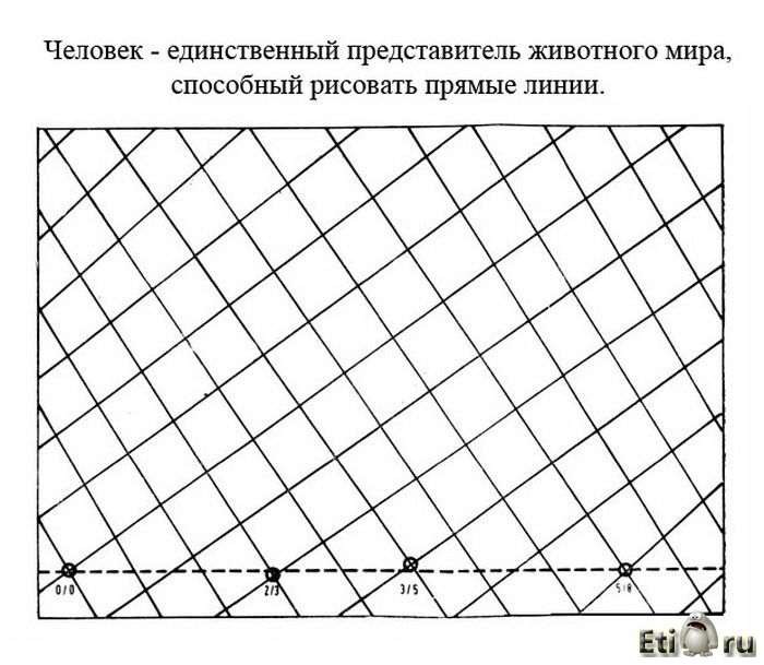 Интересные факты о человеке Организм человека, факты, человек