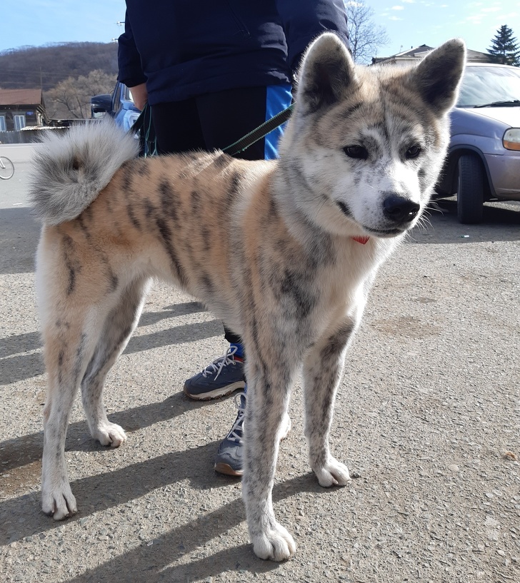 20 домашних питомцев, у которых есть свои особенности, но это не делает их ужасными 20 домашних питомцев, у которых есть свои особенности, но это не делает их ужасными