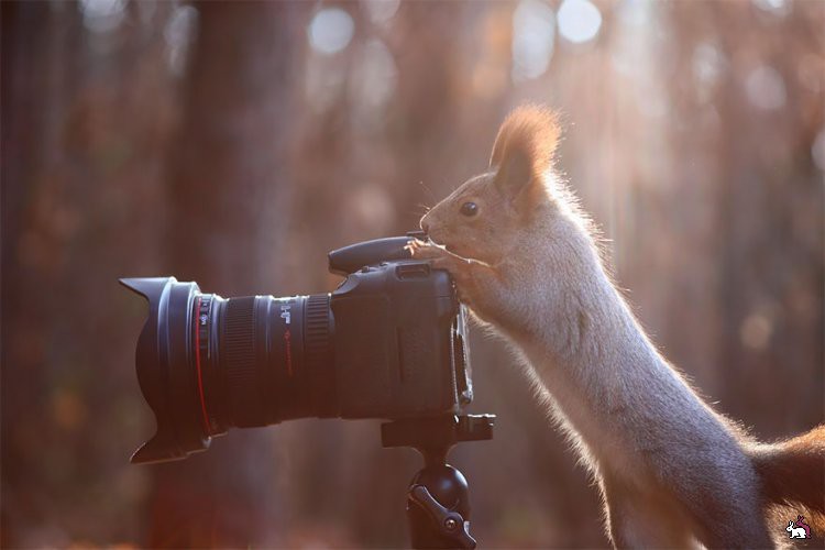 Животные - фотографы животные, фотографы