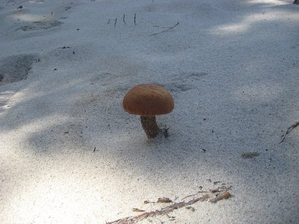 Деревенская Америка Деревенская Америка заграница,путешествие,страны,туризм