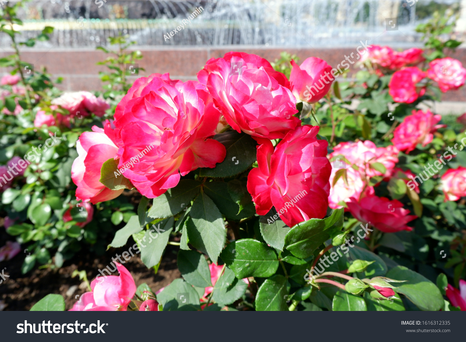 Several fresh pink blooming roses on rose bush close up view