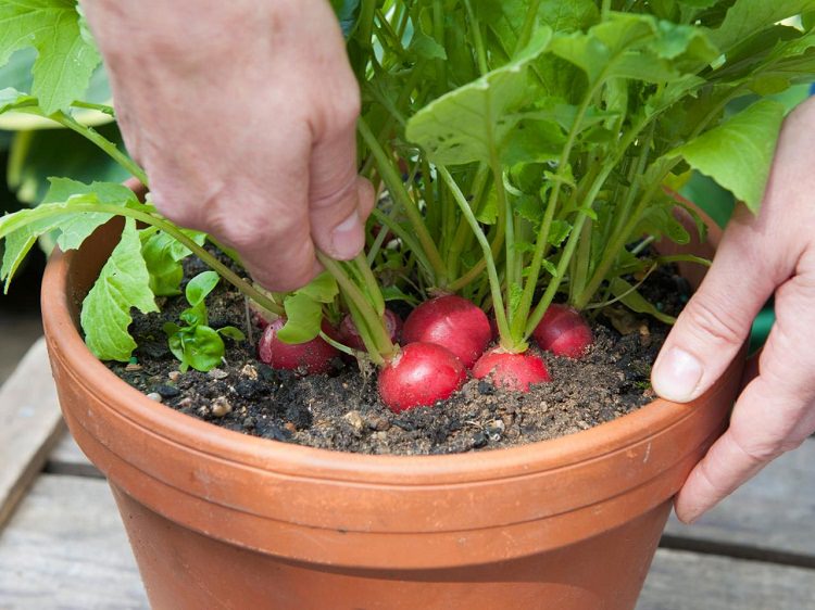 какие овощи можно выращивать