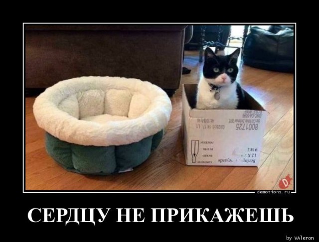 Демотиваторы – приколы: «Стакан воды — это для слабаков!» 