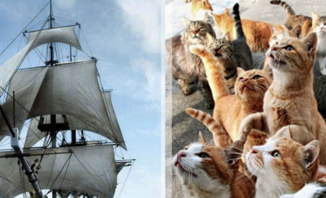 170 лет назад с корабля на остров сбежали 2 кошки — сейчас кроме них на острове никого нет