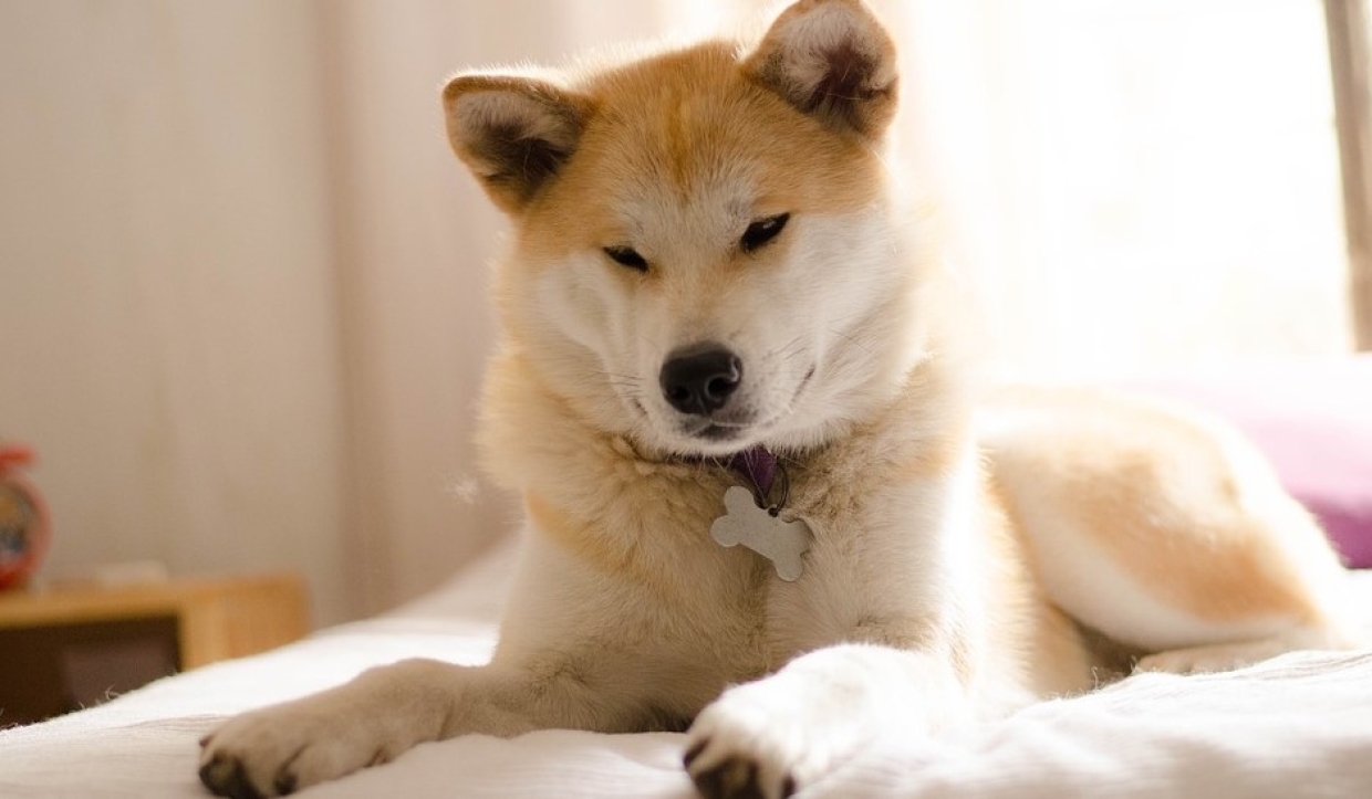 На зависть двуногим: самые популярные собаки в Instagram