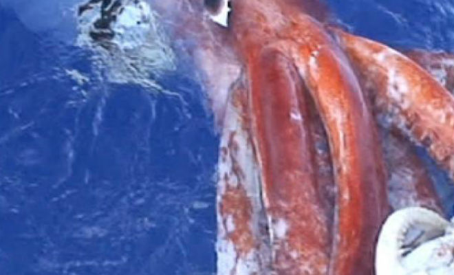 14 метров щупалец: к рыбакам выплыл гигантский кальмар Настоящий, жизни, Смелости, ныряльщика, можно, только, позавидовать, встреченная, особь, самым, скромным, прикидкам, достигала, длину, метровО, глубоководных, запись, кальмаров, известно, немногое