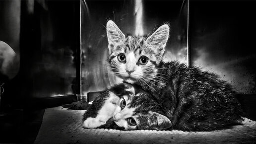 Цветы на асфальте