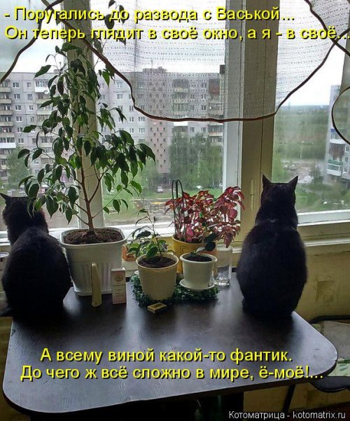 Новая котоматрица (21 фото)