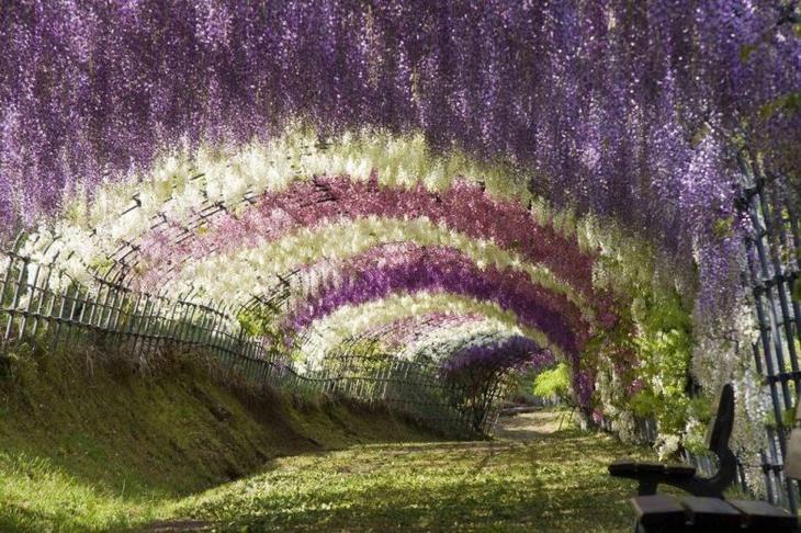 Топ-10 фантастически красивых туннелей из деревьев со всего мира деревьев, туннель, можно, города, Япония, глициний, более, Туннель, деревья, Японии, вишни, парке, Некоторые, является, чтобы, проход, человека, здесь, буквально, находится