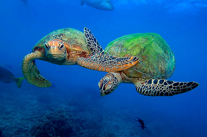 Зелёные черепахи на Большом Барьерном рифе (10 фото)